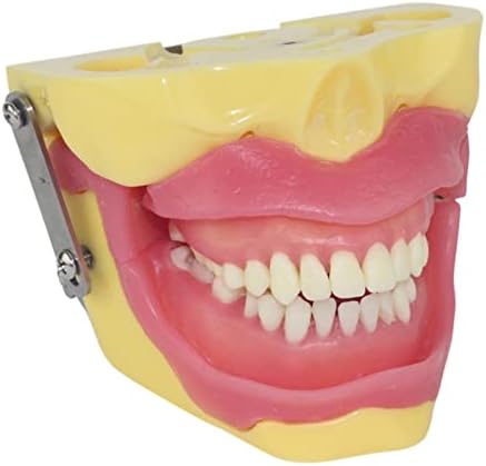 מודל שיניים סטנדרטי שיניים של Kitegrese להוראה של תרגול הדגמה מודל שיניים כולל שורש מפרקים/שיניים שורש/כתר/הרדמה תצוגת נקודת מחט