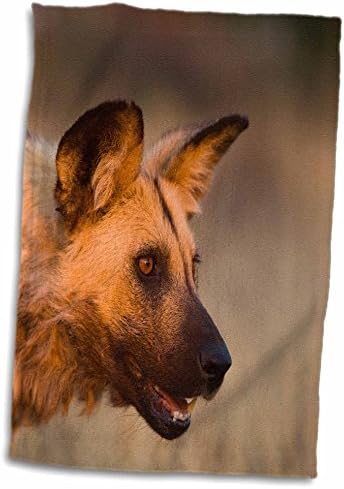 3drose danita delimont - כלב בר - אפריקה, נמיביה. כלב פראי. - מגבות